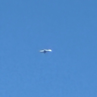 9H-QFM Boeing 737-800 Ryanair, STN → VNO, 1 Oct 2026, photographed by SALT