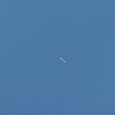 TC-JPS Airbus A320 Turkish Airlines, TJK → IST, 12 Jun 2026, photographed by Aviator78722