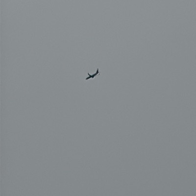 N887DN Boeing 737-900 Delta Air Lines, DTW → SEA, 17 Jun 2026, photographed by Bobby!1