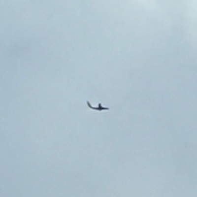 TC-CPC Boeing 737-800 Pegasus Airlines, STN → SAW, 6 Oct 2026, photographed by SALT
