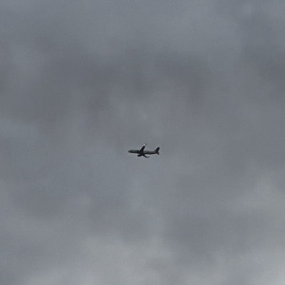 SE-DOX Airbus A320neo Scandinavian Airlines, KRN → ARN, 13 Sept 2026, photographed by August M