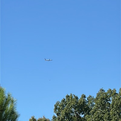 N832NN Boeing 737-800 American Airlines, BOS → CLT, 8 Oct 2026, photographed by Victor Viper Six