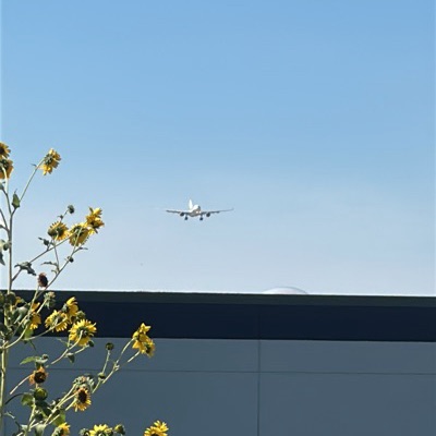 YU-ARB Airbus A330-200 Air Serbia, BEG → ORD, 7 Sept 2026, photographed by Captain74715
