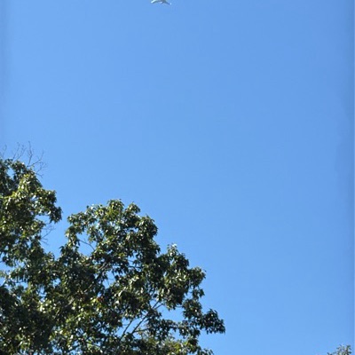 N358PW Boeing 737-800 American Airlines, CLE → CLT, 11 Sept 2026, photographed by Ron