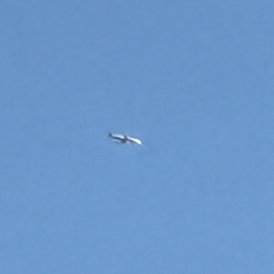 9H-QAK Boeing 737-800 Ryanair, STN → MXP, 2 Oct 2026, photographed by SALT